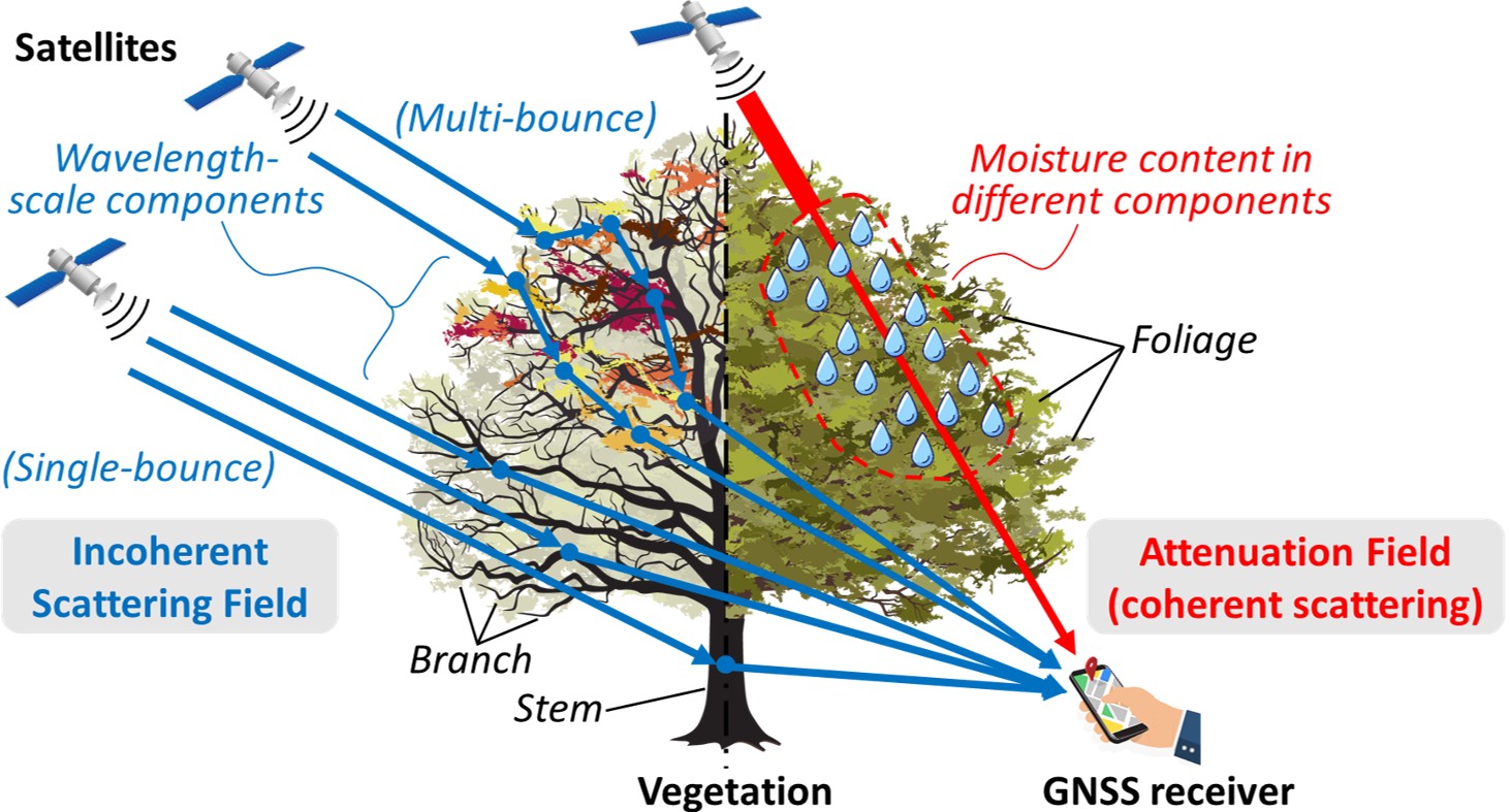 Vegetation